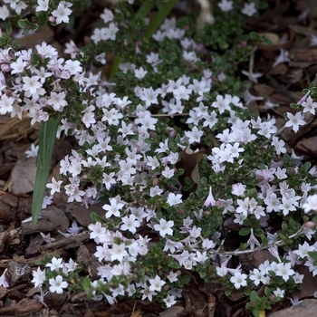 Serissa foetida 'Pink Mountain' 