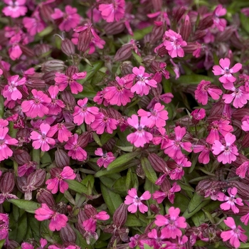 Silene pendula 'Celina'