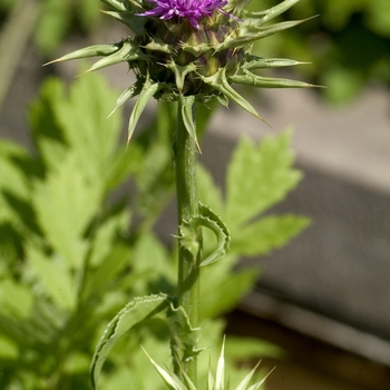 Silybum marianum 'Adriana' (001168)