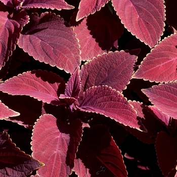 Coleus 'Oxblood' 