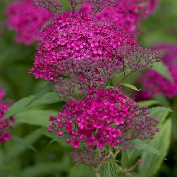 Spiraea japonica 'Neon Flash' 