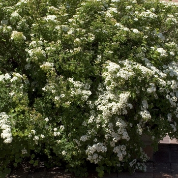 Spiraea trilobata