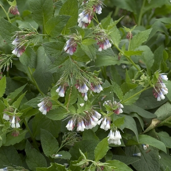 Symphytum grandiflorum 'Sky Blue Pink' 