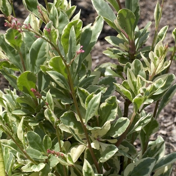 Talinum paniculatum 'Variegatum'