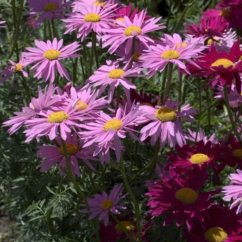 Tanacetum coccineum 'Robinson's Mixture' 