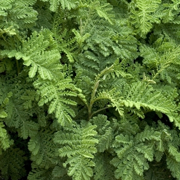 Tanacetum vulgare