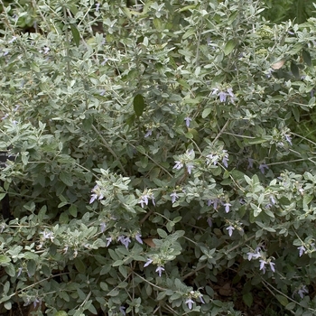 Teucrium fruticans