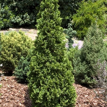 Thuja occidentalis 'Degroot's Spire' 