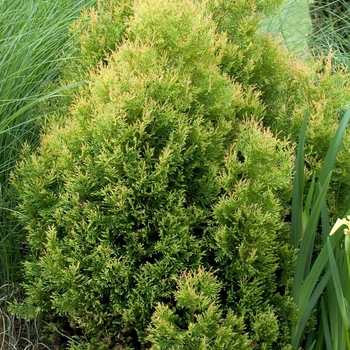 Thuja occidentalis 'Rheingold'