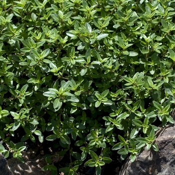 Thymus serpyllum 'Coccineum' 