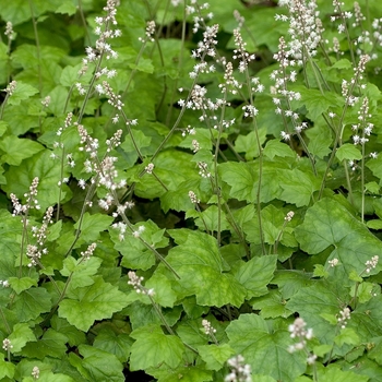 Tiarella 'Pink Pearls'