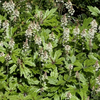 Tiarella 'Skeleton Key' 