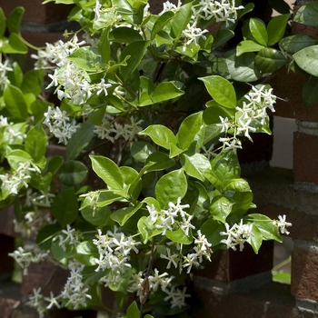 Trachelospermum jasminoides 'Madison' 