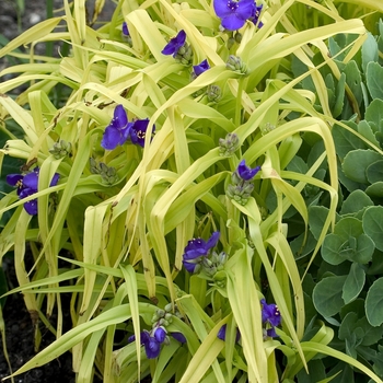 Tradescantia 'Blue & Gold'