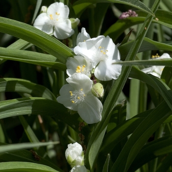 Tradescantia 'Snowcap' 