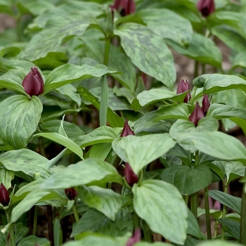 Trillium recurvatum