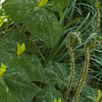 Trillium sessile 