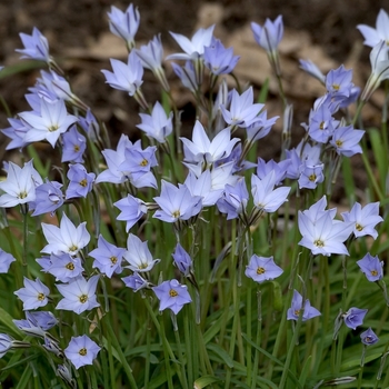 Triteleia uniflorum 'Wisley Blue'