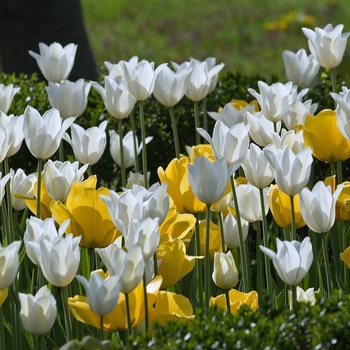 Tulipa 'Multiple Varieties' 