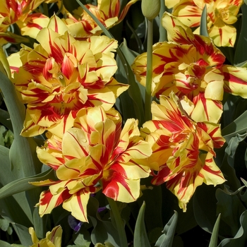 Tulipa 'Monsella'