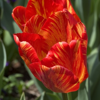 Tulipa 'Orange Bowl'