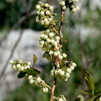 Vaccinium corymbosum 'Herbert'