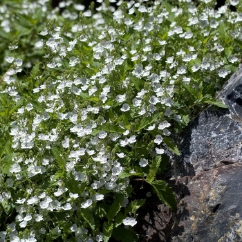 Veronica peduncularis