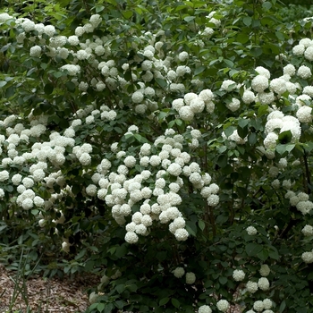 Viburnum plicatum f. plicatum 'Mary Milton'