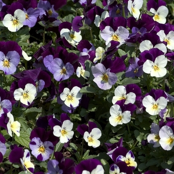 Viola cornuta 'White Blotch' 