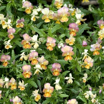 Viola cornuta Gem™ 'Apricot Antique'