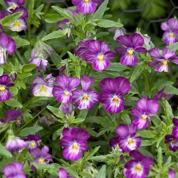 Viola cornuta Gem™ 'Lavender Antique'