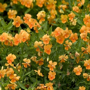 Viola cornuta 'Orange' 