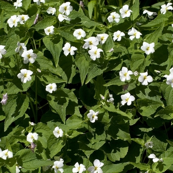 Viola odorata 'Czar' 