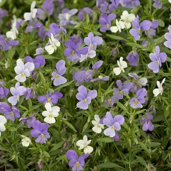 Viola cornuta 'Azure Twilight' 