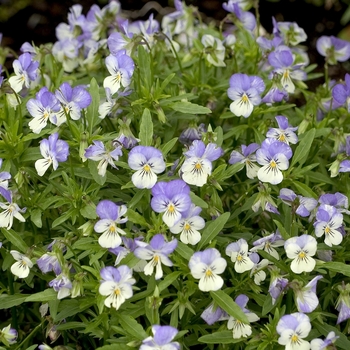 Viola cornuta 'Azure Wing' 