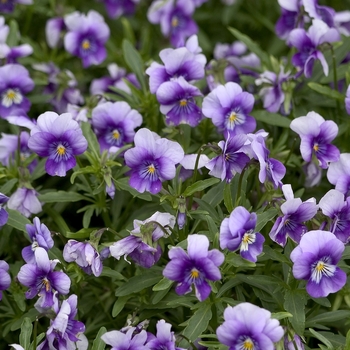 Viola cornuta Penny™ 'Violet Beacon'