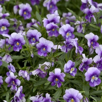 Viola cornuta 'Violet Beacon' 