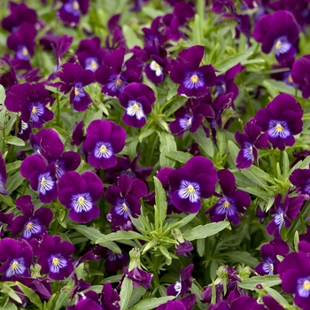 Viola cornuta 'Violet Flare' 