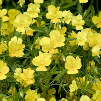 Viola cornuta 'Rebel Yellow' 