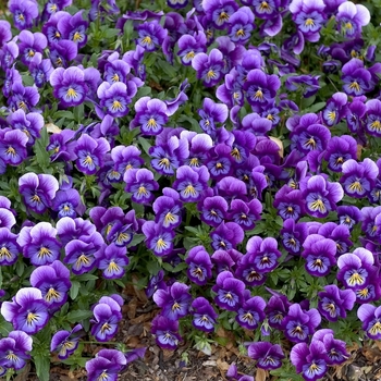 Viola x wittrockiana 'Baby Bingo Lavender Blue' 