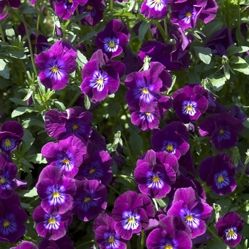 Viola x wittrockiana 'Purple Rain' 