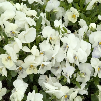 Viola x wittrockiana 'White' 