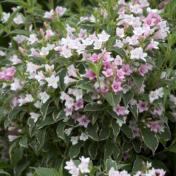 Weigela florida 'Suzanne' 