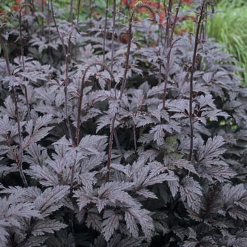 Cimicifuga ramosa 'Brunette' 