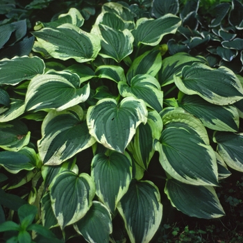 Hosta 'Antioch' 