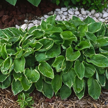 Hosta 'Crown Jewel' 