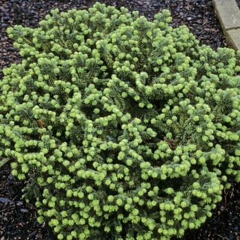 Abies balsamea 'Nana' 