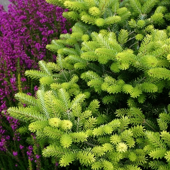 Abies koreana 'Aurea'