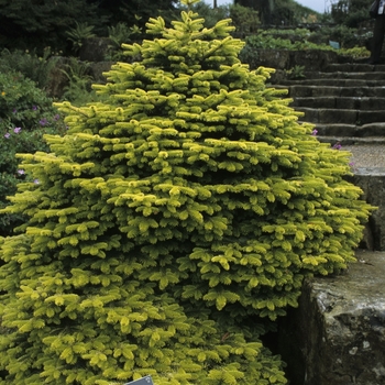 Abies nordmanniana 'Golden Spreader'