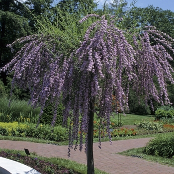 Buddleia alternifolia